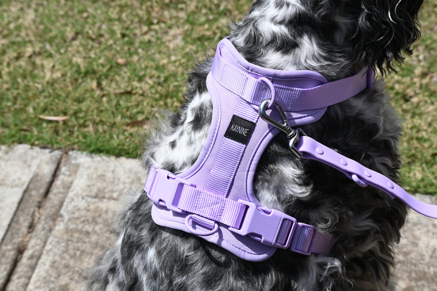 Neoprene Harness